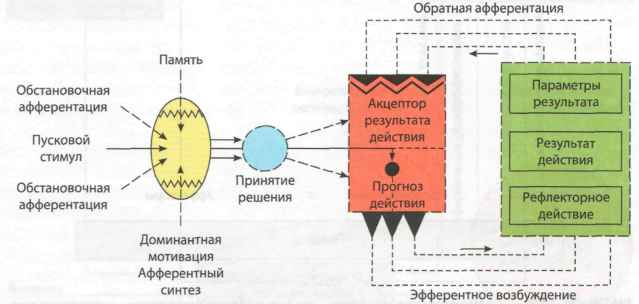 Орнитиновый цикл синтеза мочевины