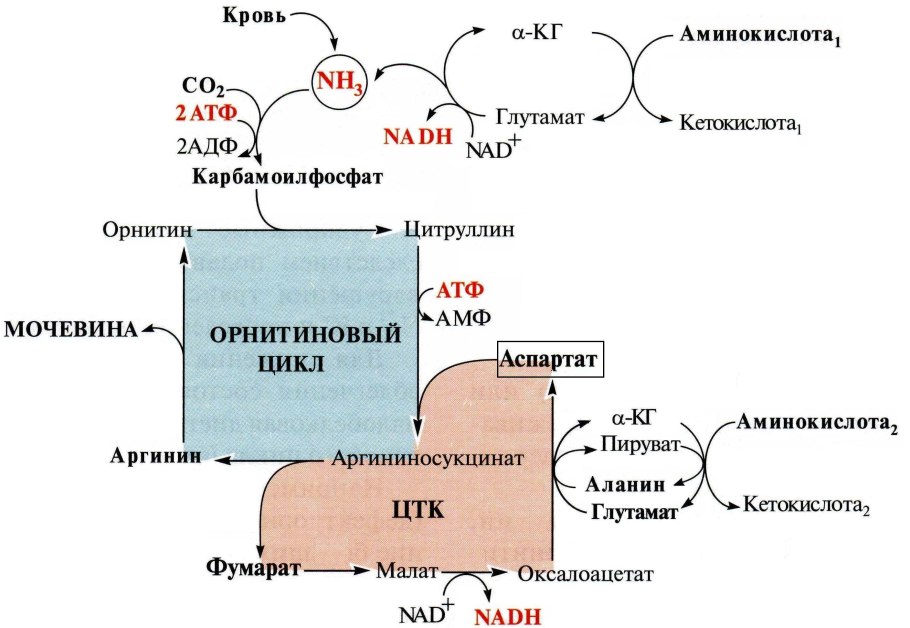 Схема синтеза белка в рибосоме