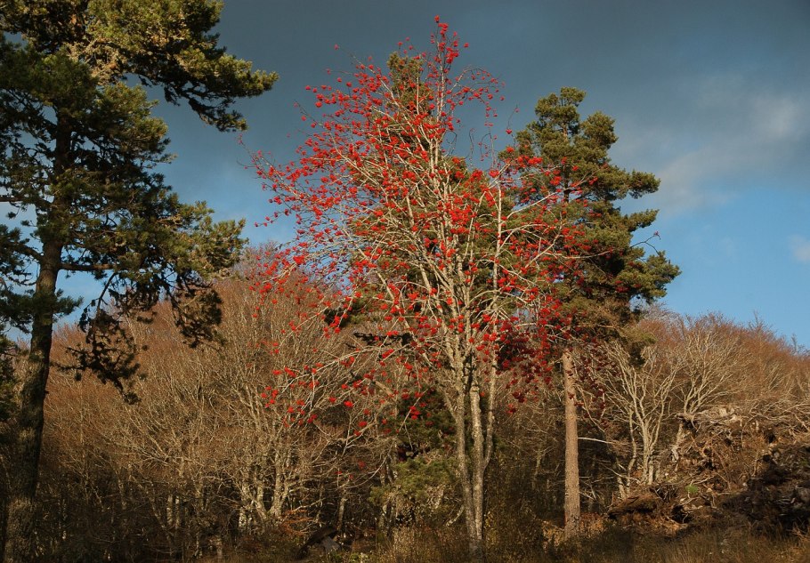 Иванишинская сосна