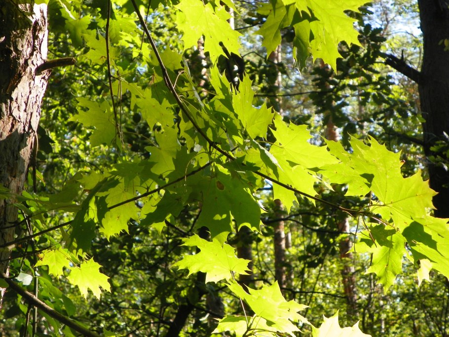 Хвойные деревья в Сочи