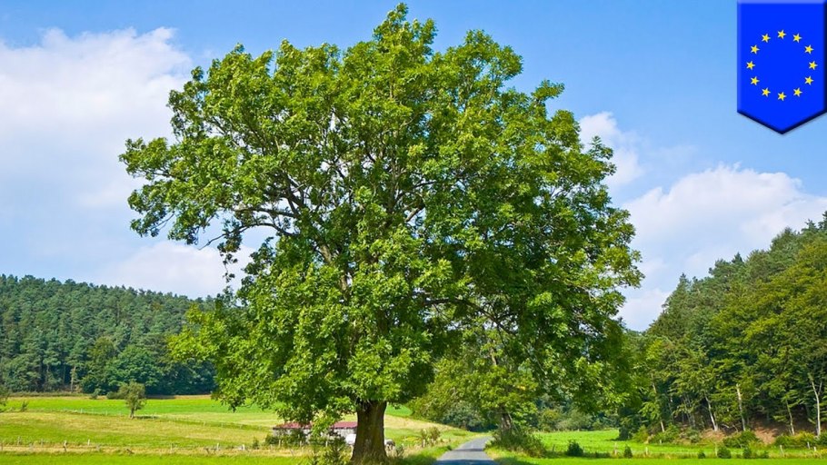 Лиственница картинка для детей