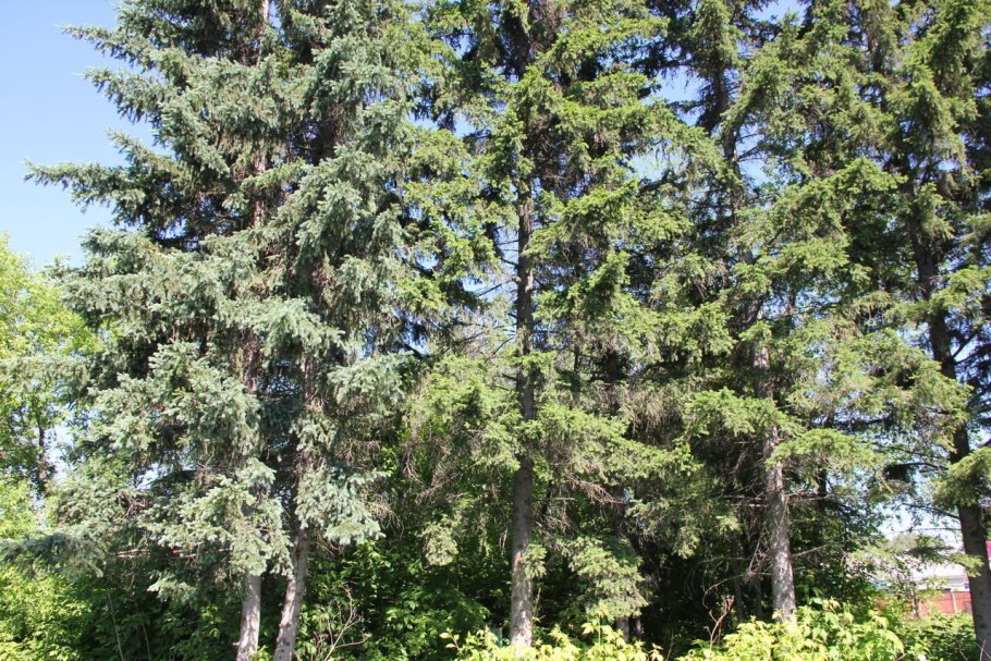 Вечнозеленый дуб ветви