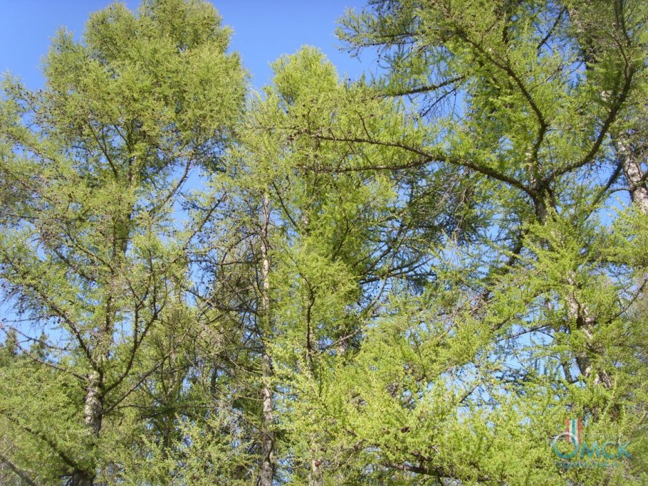 Доска строганая 20х146х2000 мм хвоя сорт Оптима