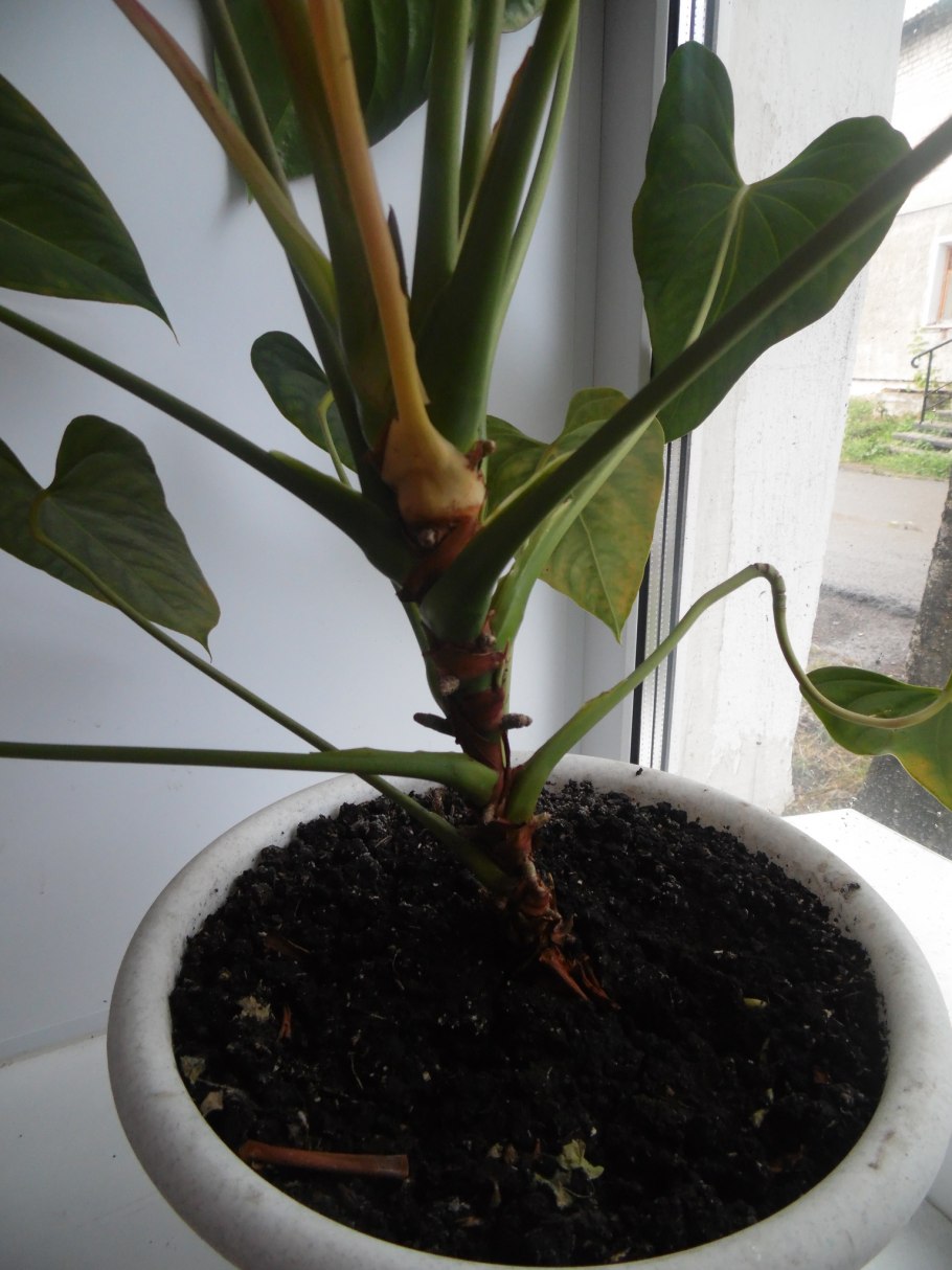 Антуриум клубни