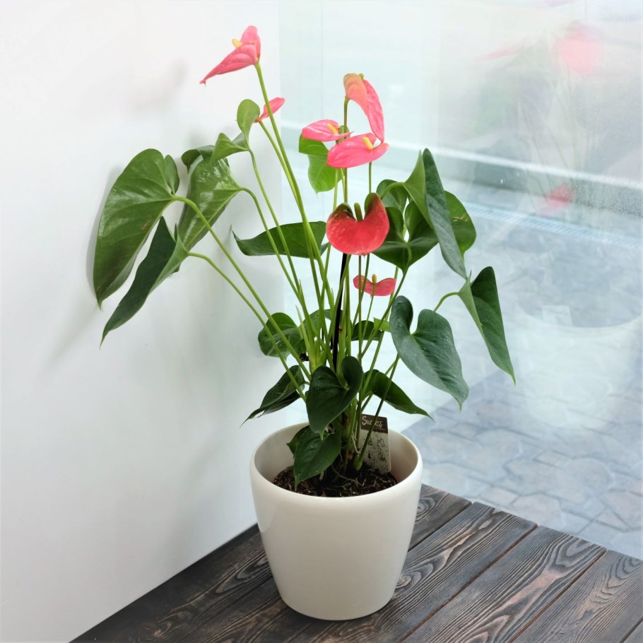 Антуриум Андрианум Пандола