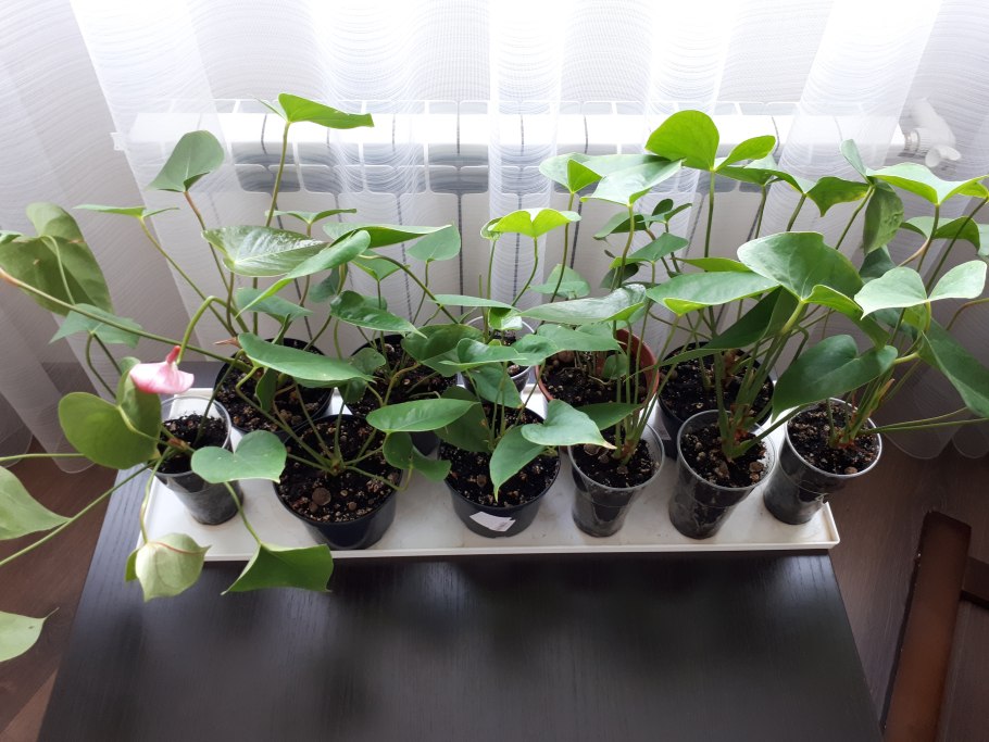 Антуриум рассада