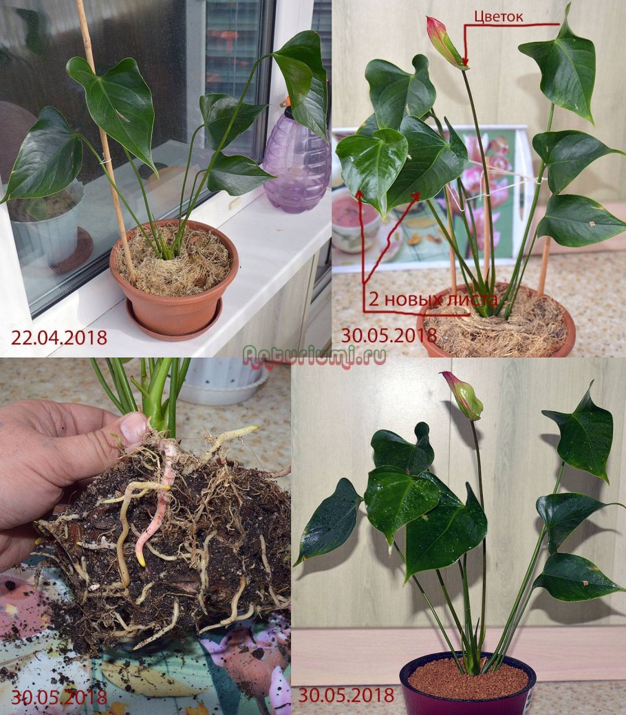 Антуриум Андре Пандола