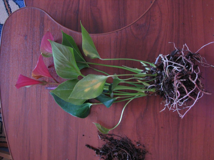 Антуриум + Lechuza