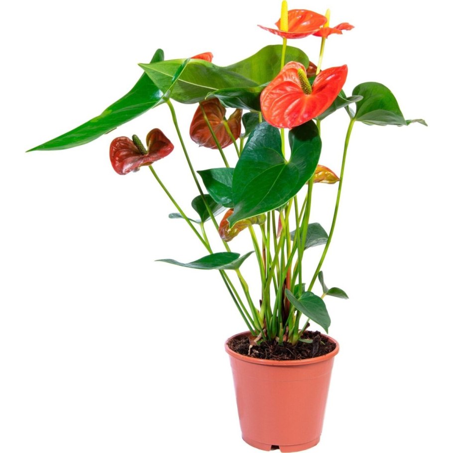 Антуриум Андре пересадка