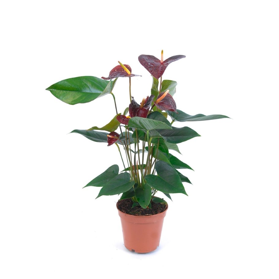 Антуриум побег