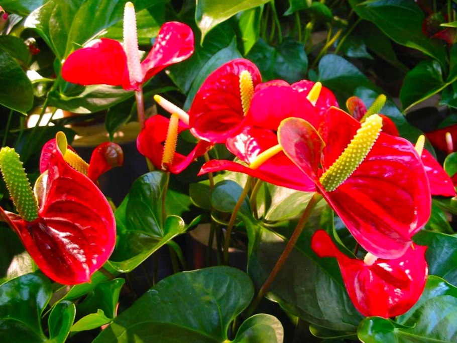 Растение Антуриум корни