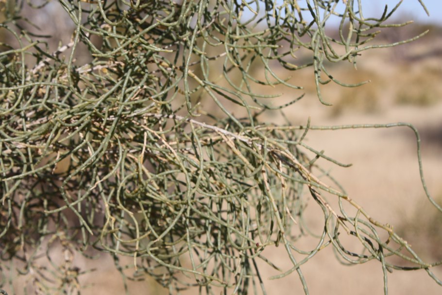 Саксаул Туркменистан