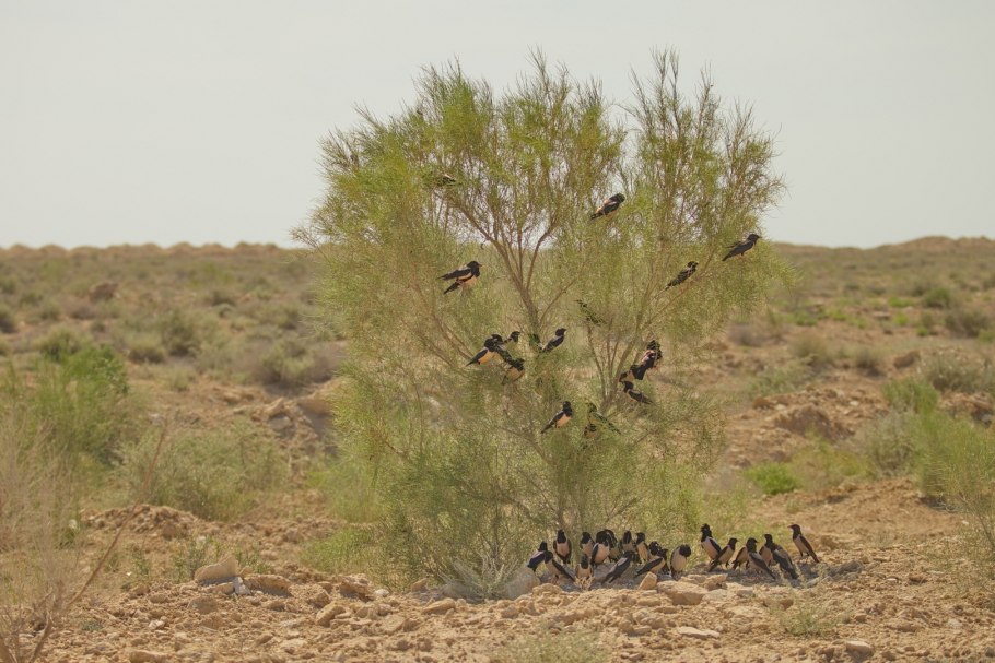 Акация ситтим
