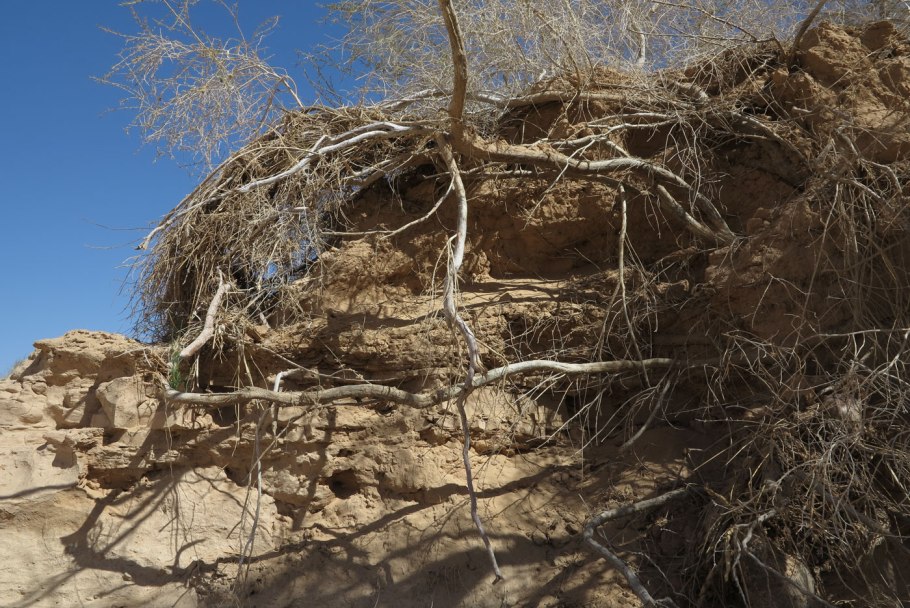 Акация Тенере