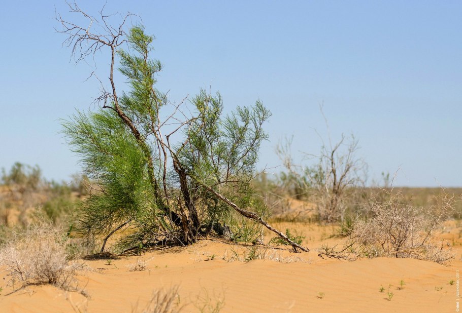 Растение саксаул в пустыне