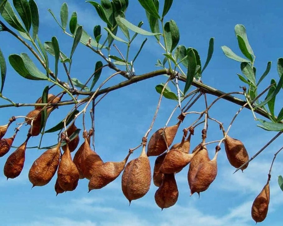 Плоды саксаула