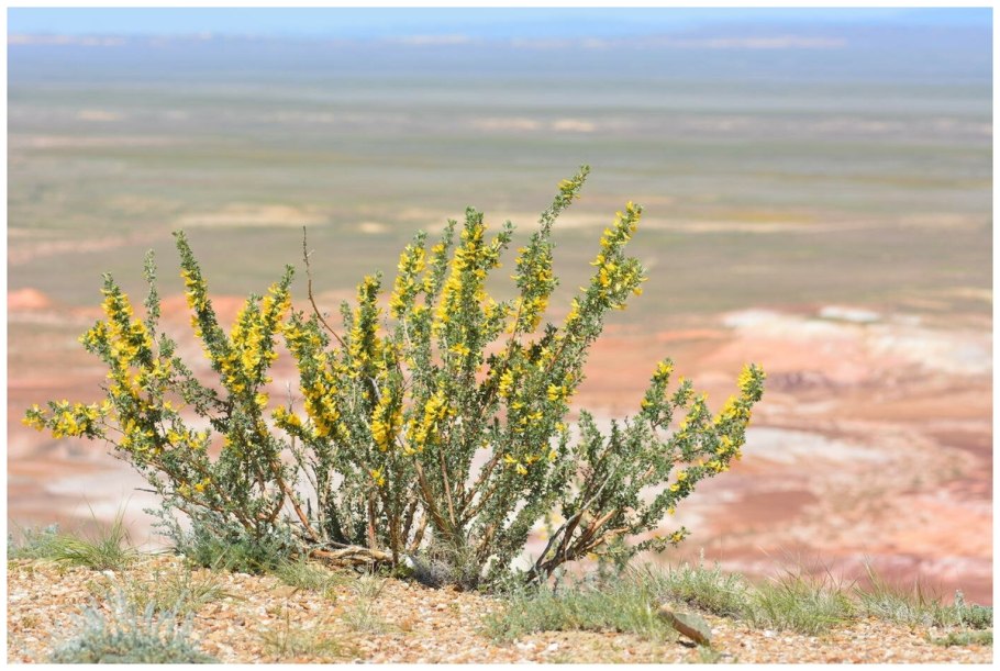 Почвы пустынь умеренного пояса