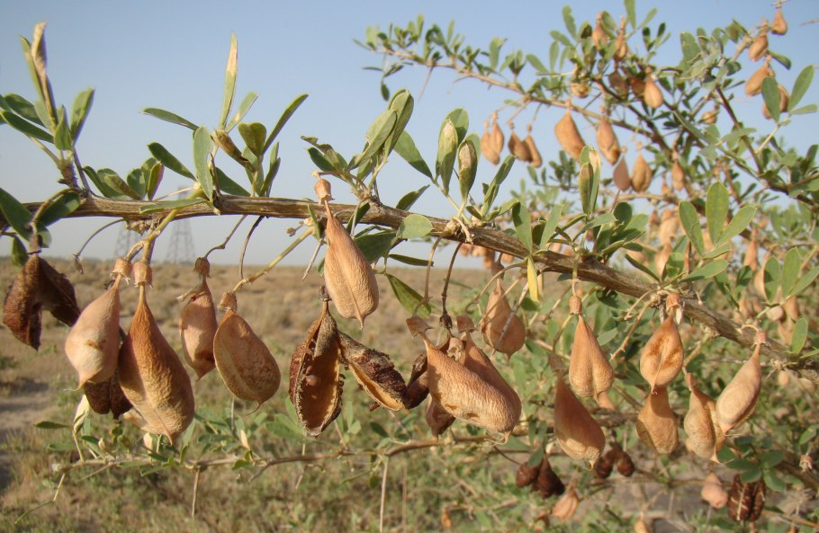 Чингиль серебристый (Halimodendron halodendron