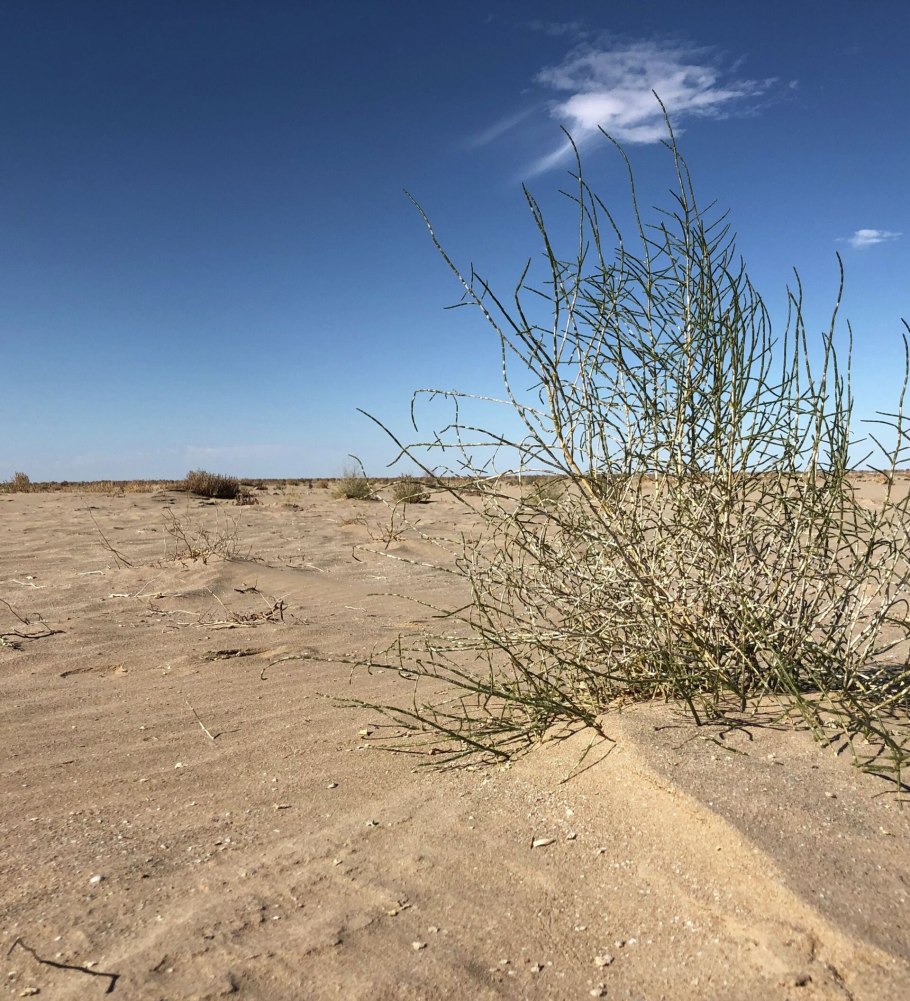 Саксаул тропических пустынь