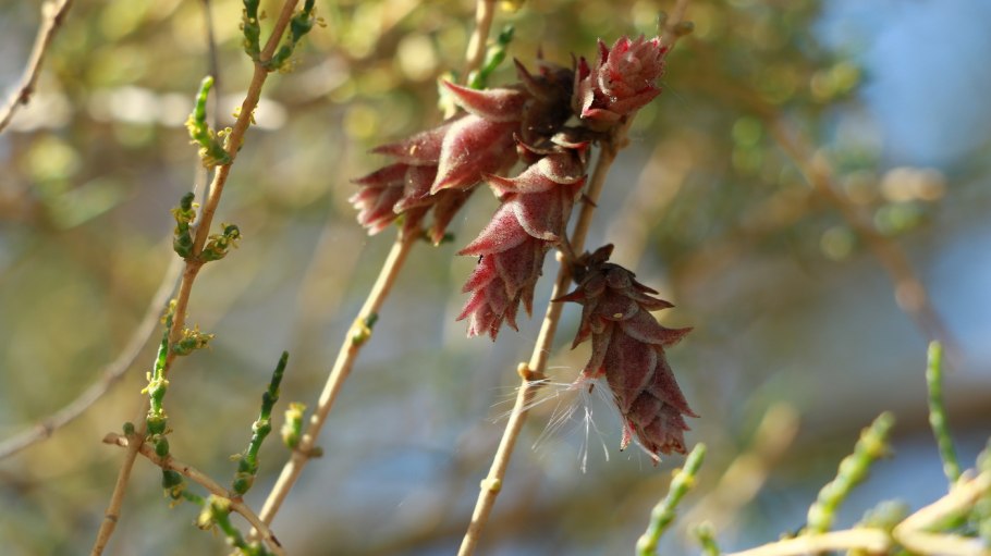 Саксаул Цветущий