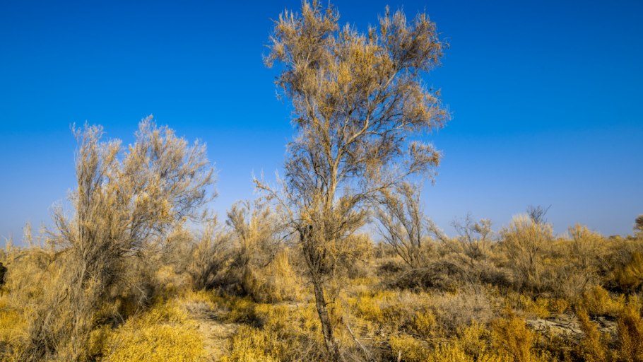 Цветение саксаула фото