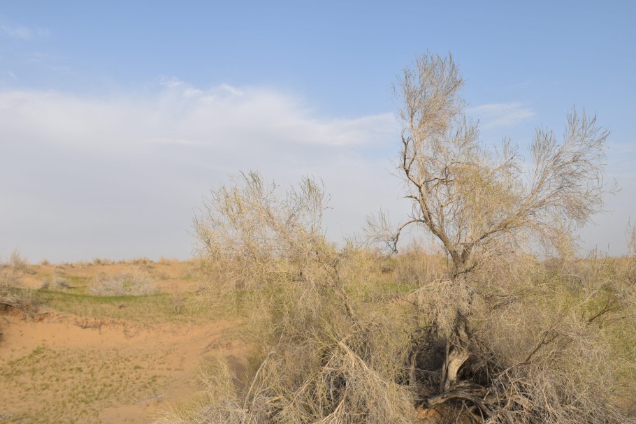 Саксаул Зайсанский