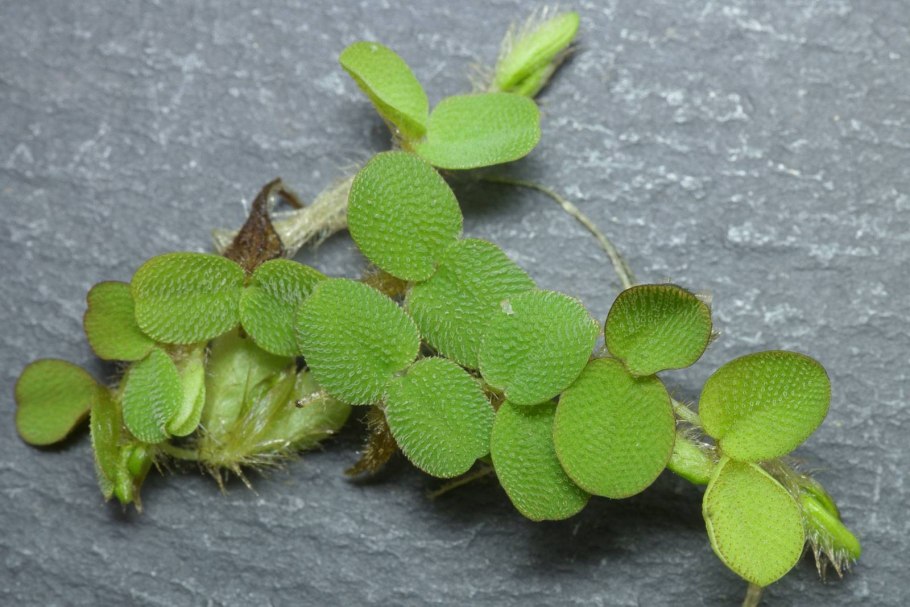 Водный папоротник Сальвиния