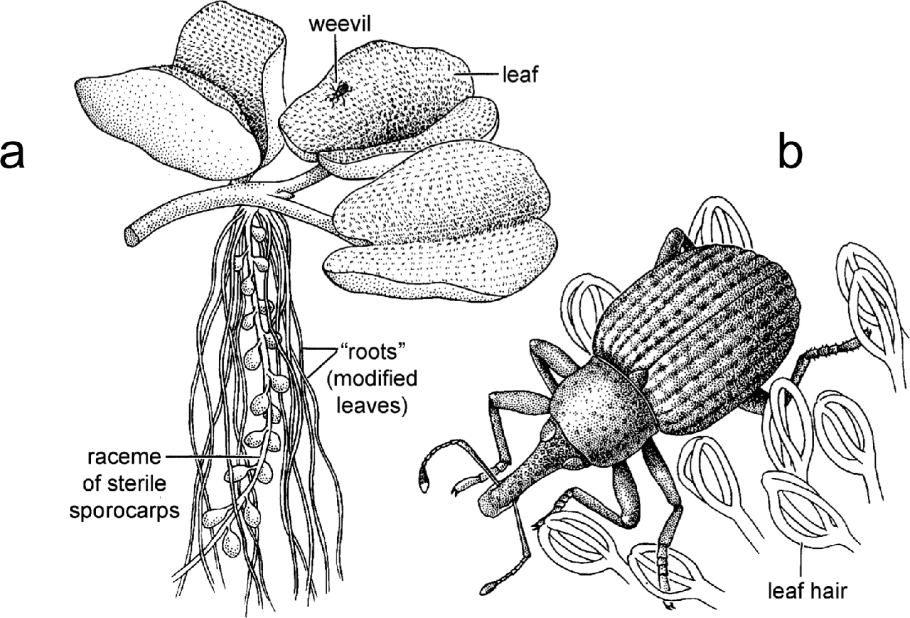 Жизненный цикл сальвинии плавающей схема