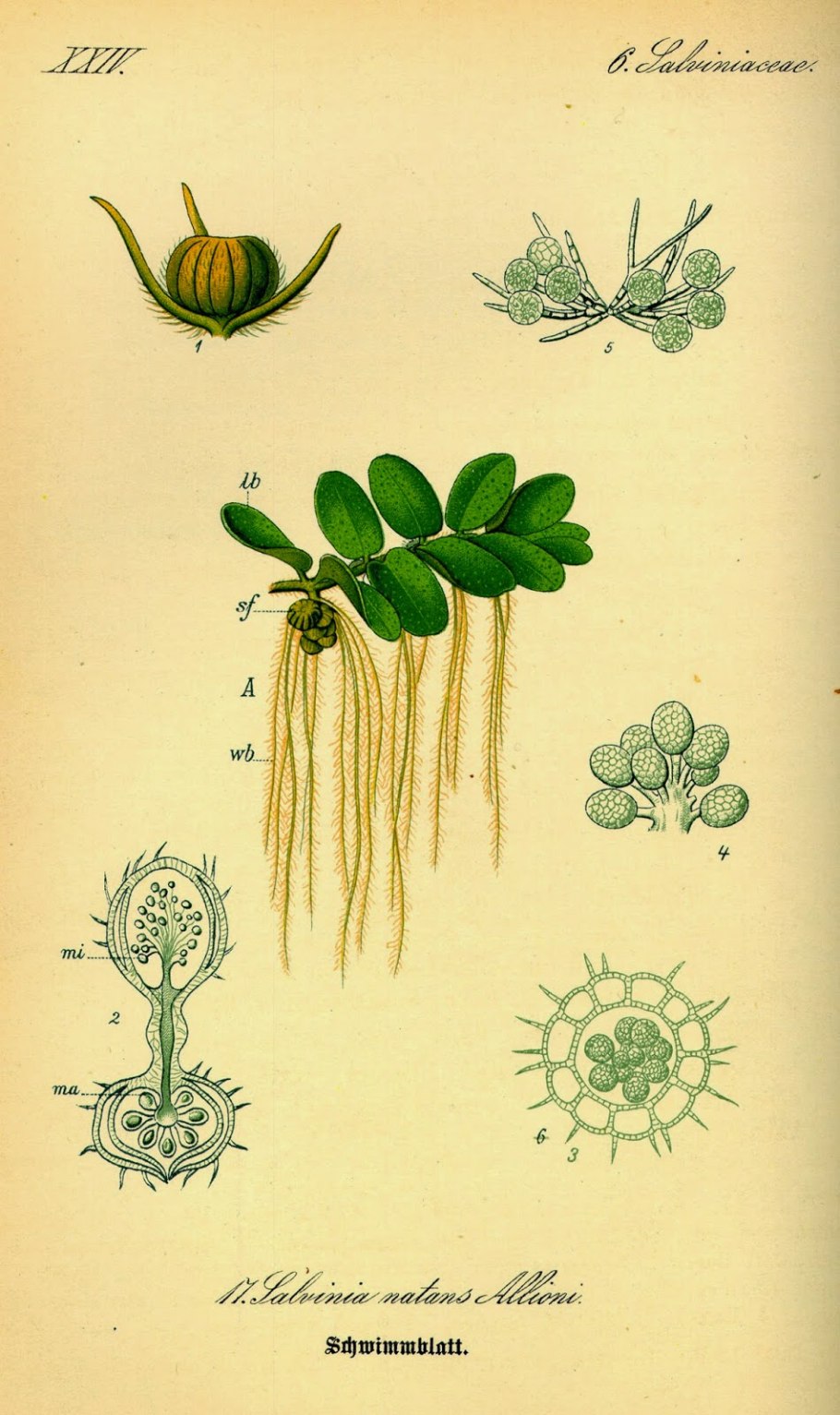 Сальвинией плавающей парк Угра