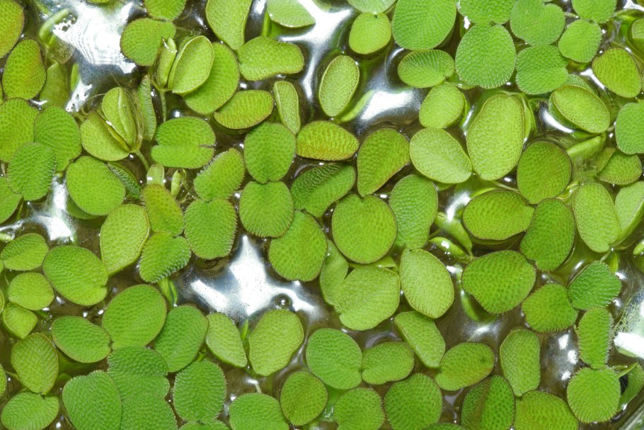 Сальвиния аквариумное растение