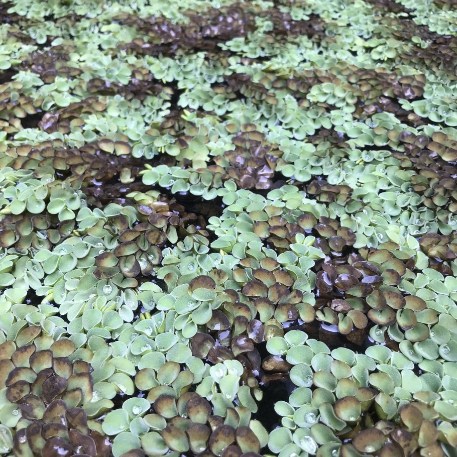 Папоротник Сальвиния