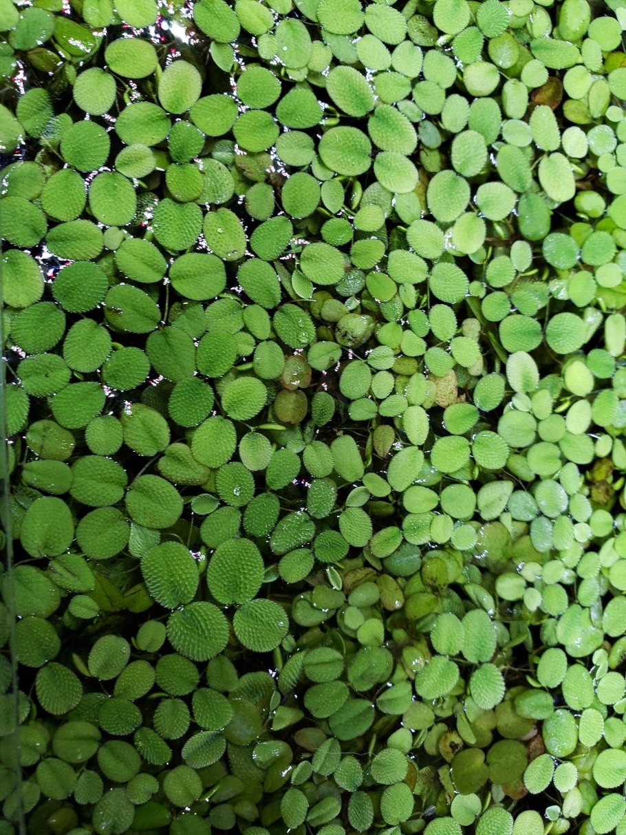 Водяной папоротник Сальвиния