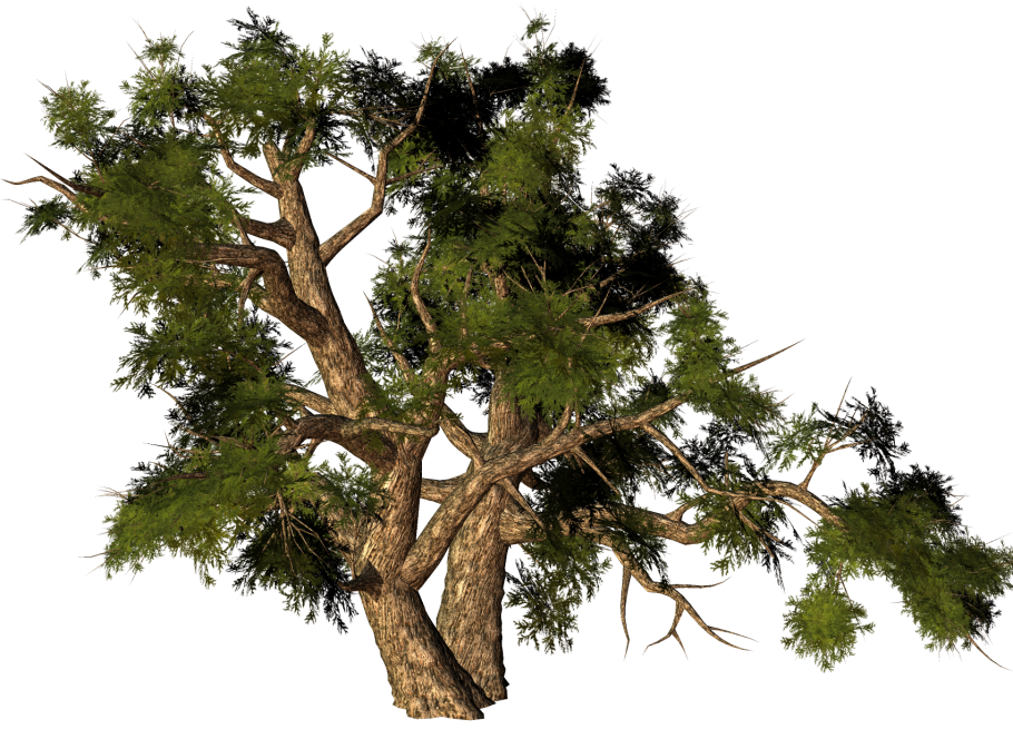 Ствол сосны на прозрачном фоне