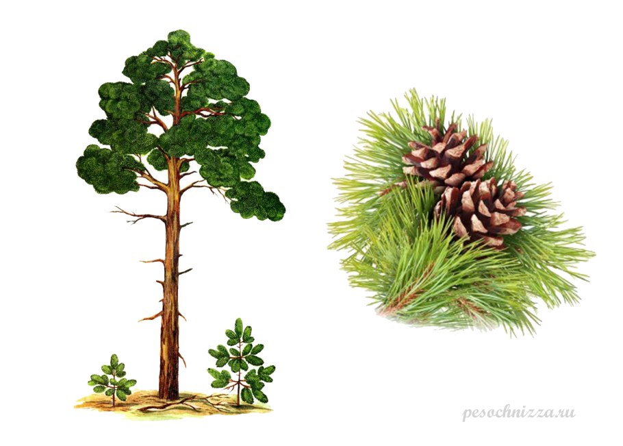 Сосна для дошкольников