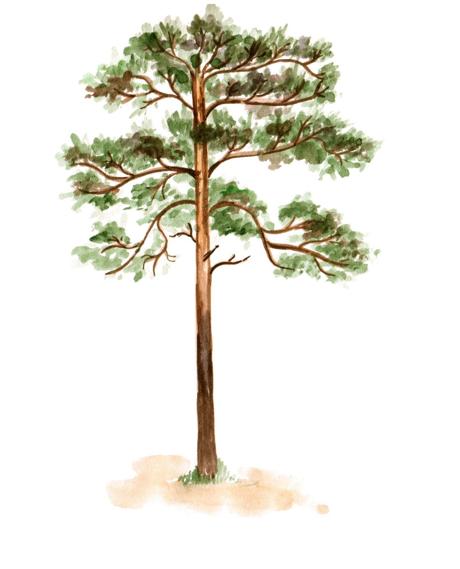 Сосна для дошкольников