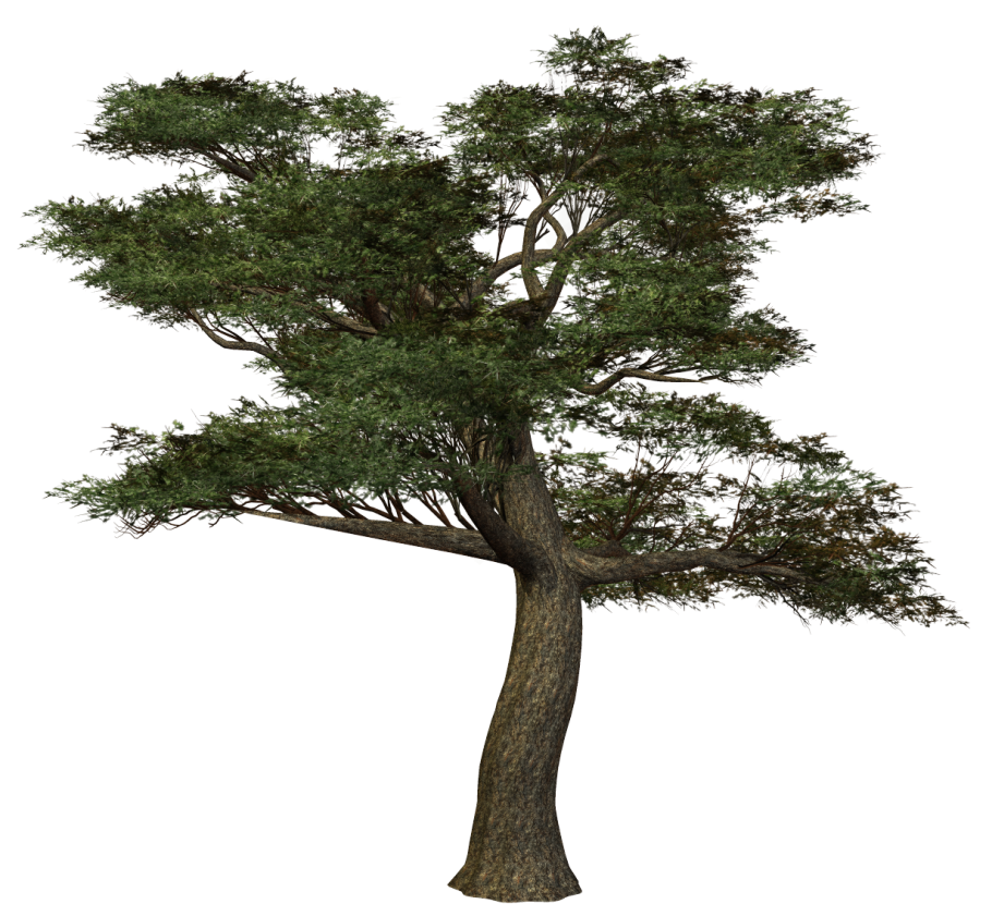 Сосна на белом фоне