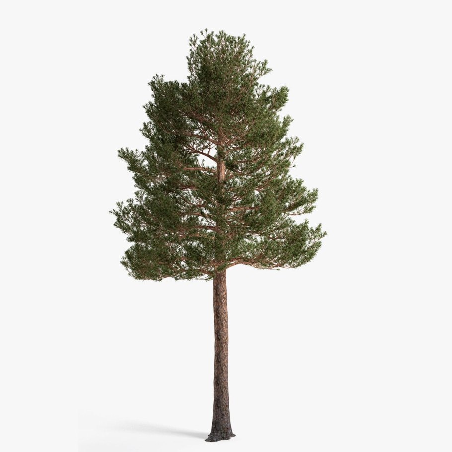 Сосна обыкновенная