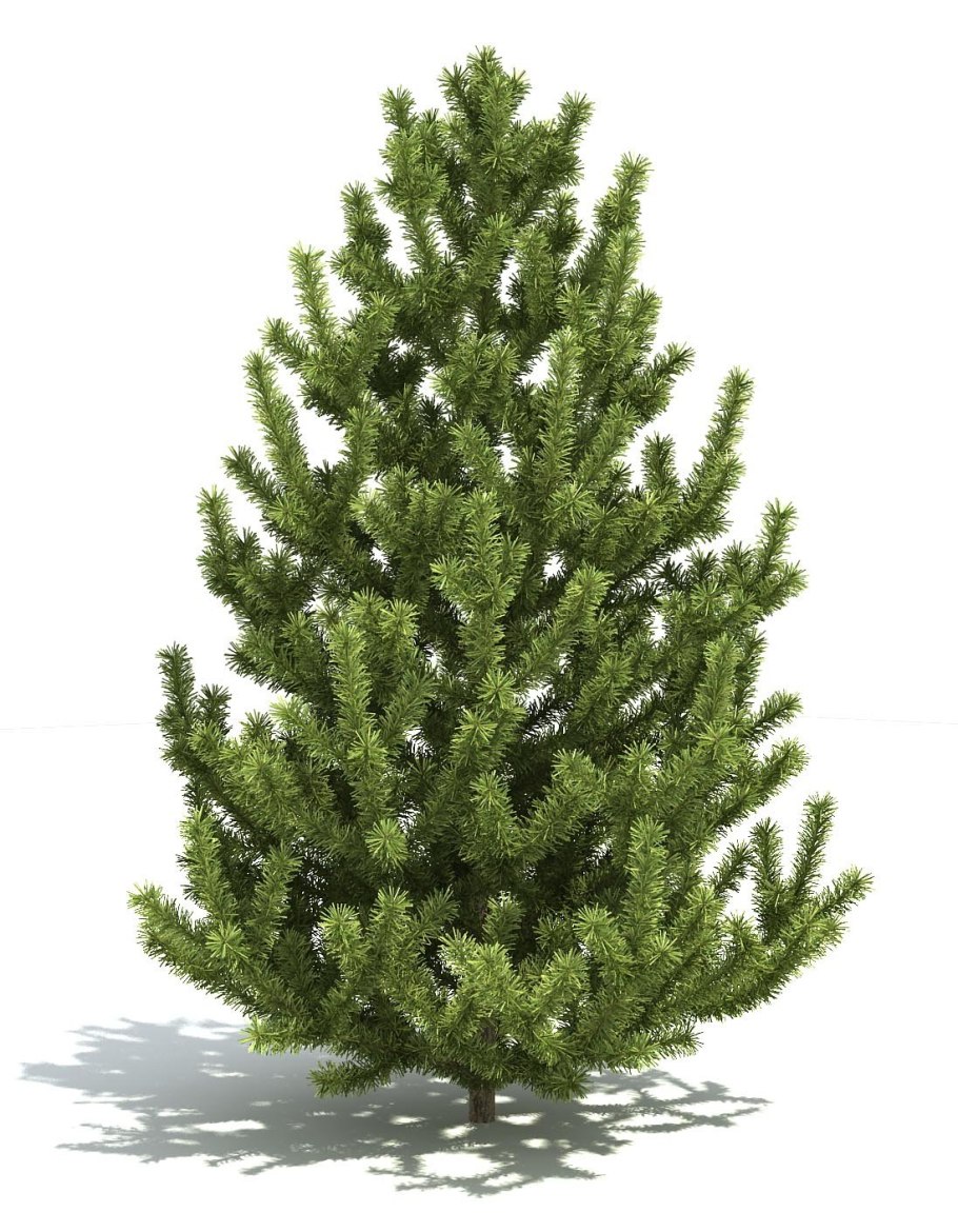 Сосна Кедровая елка