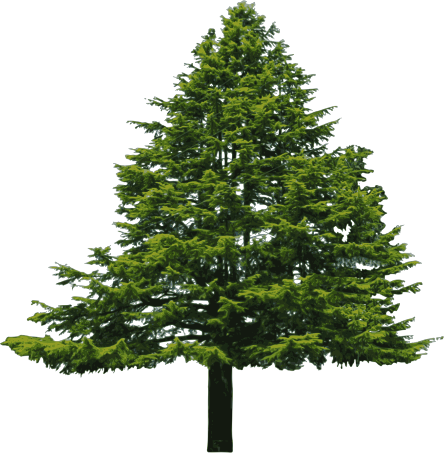 Елка ель лиственница