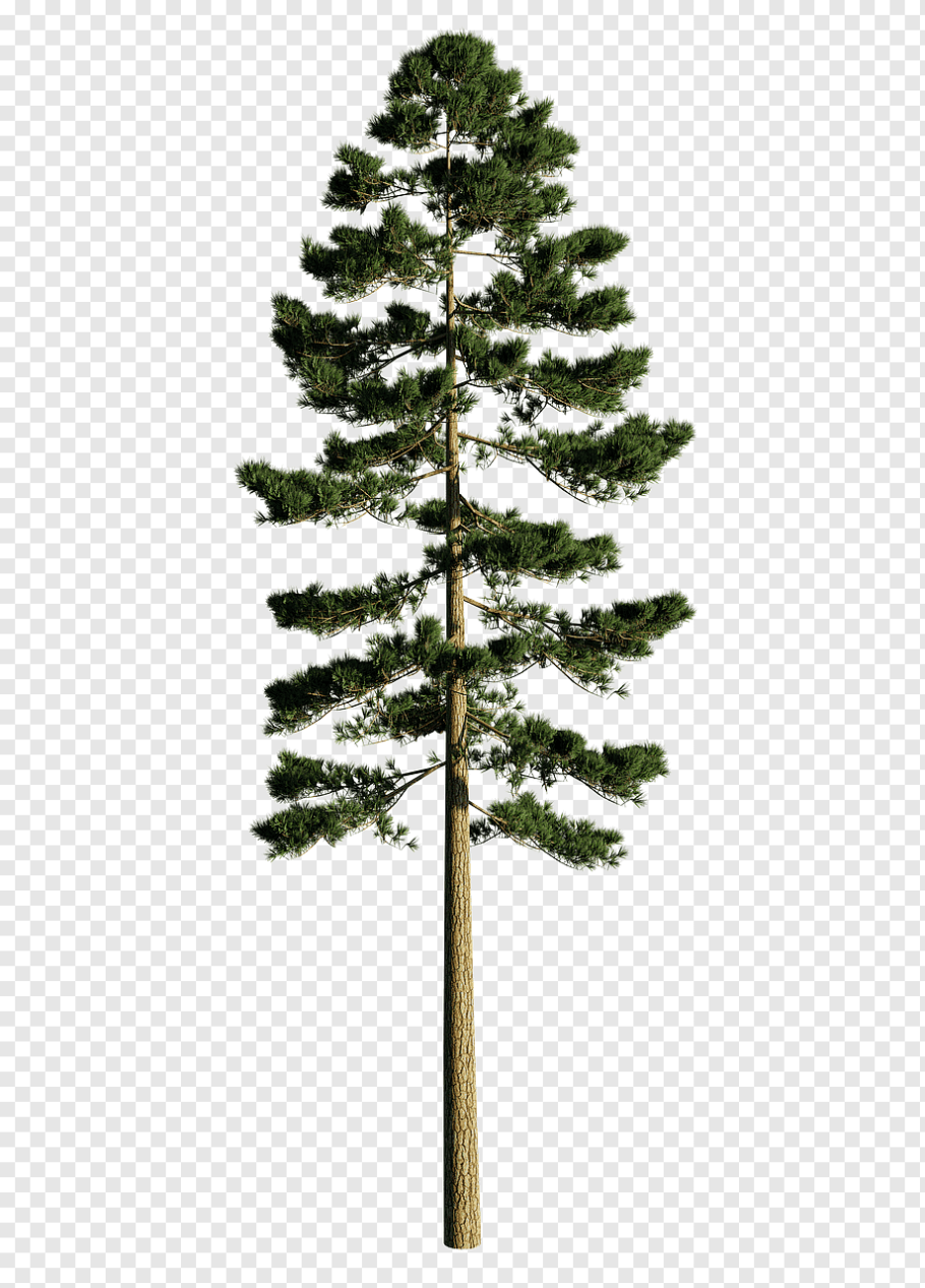 Сосна на белом фоне