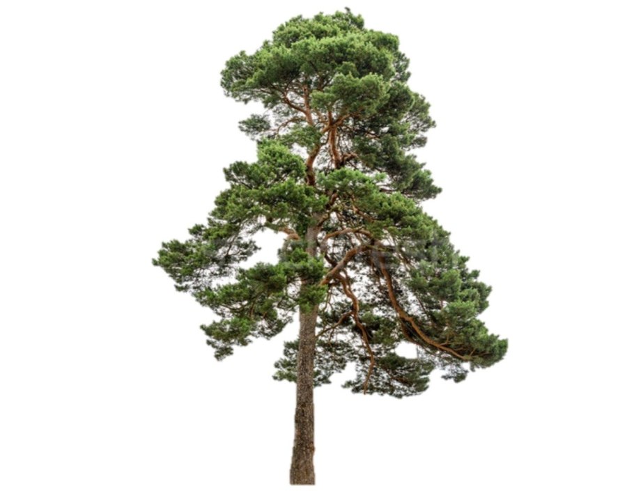 Сосна обыкновенная на белом фоне