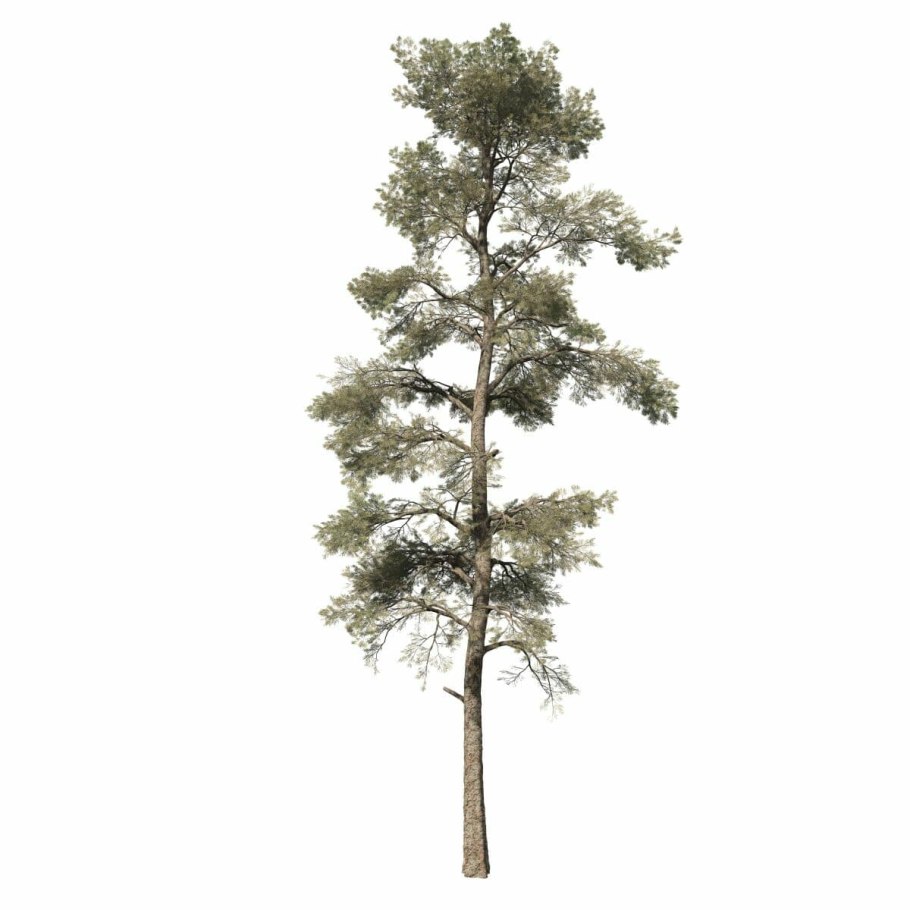 Хвойные деревья