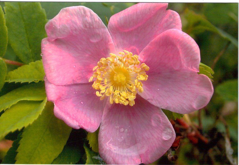 Rosaceae (Rose Family)