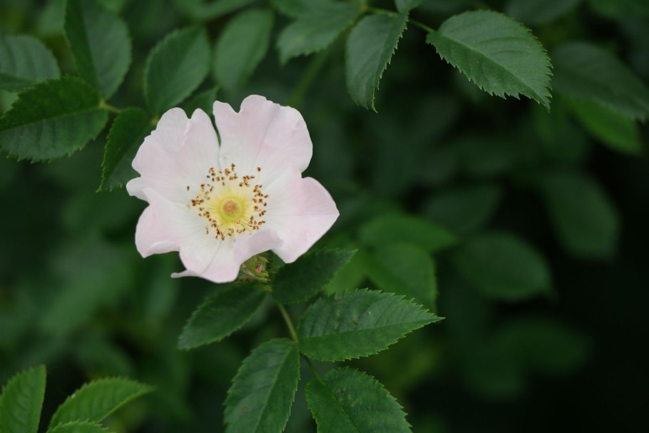 Шиповник собачий (Rosa Canina)