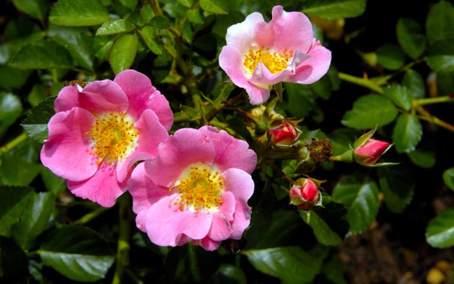 Роза ругоза Даурская