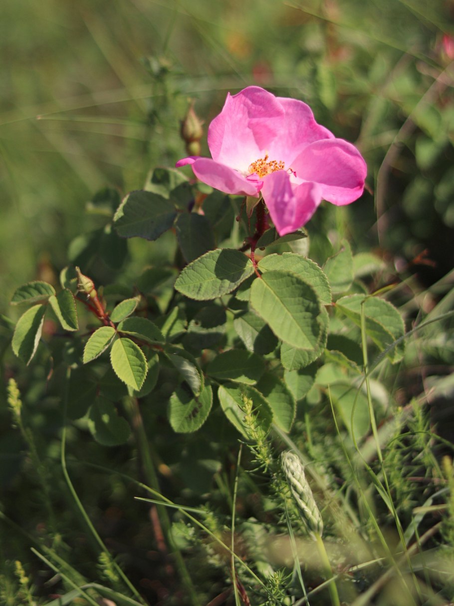 Розоцветные шиповник обыкновенный