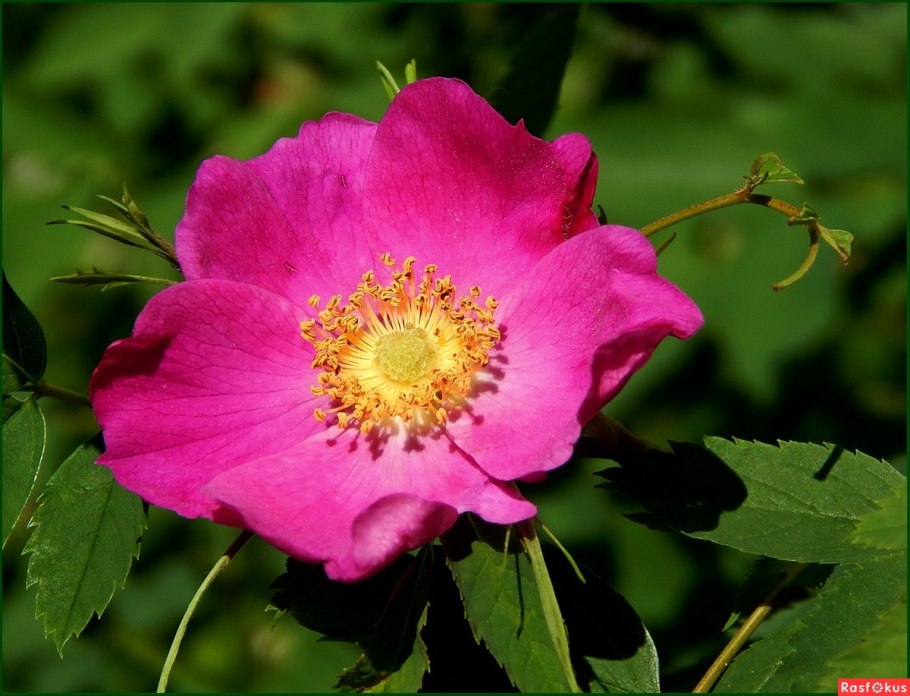 Rosa Gallica