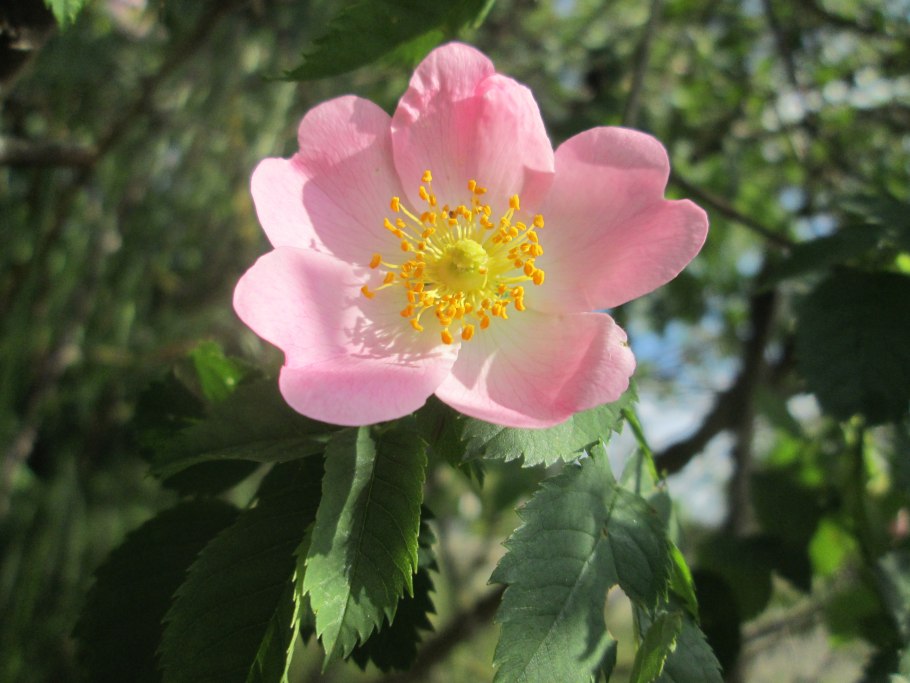 Роза морщинистая Rosa rugosa