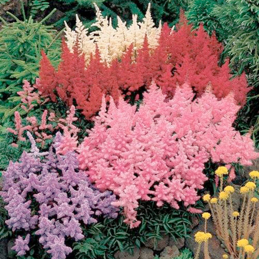 Астильба вандерфул Дэй