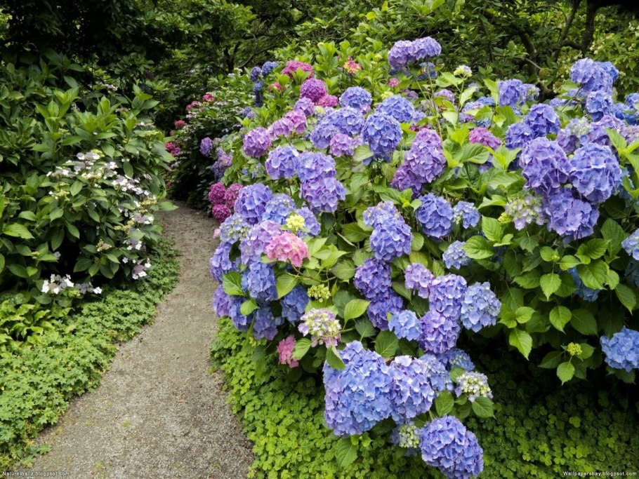 Астильба японская Queen of Holland